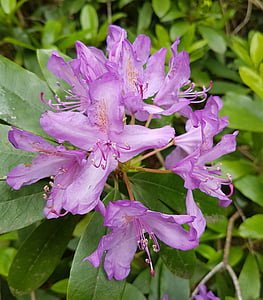 flowers, nature, rhododendron, purple