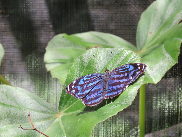 motýl, modrá, Příroda, barevné, hmyz, jeden