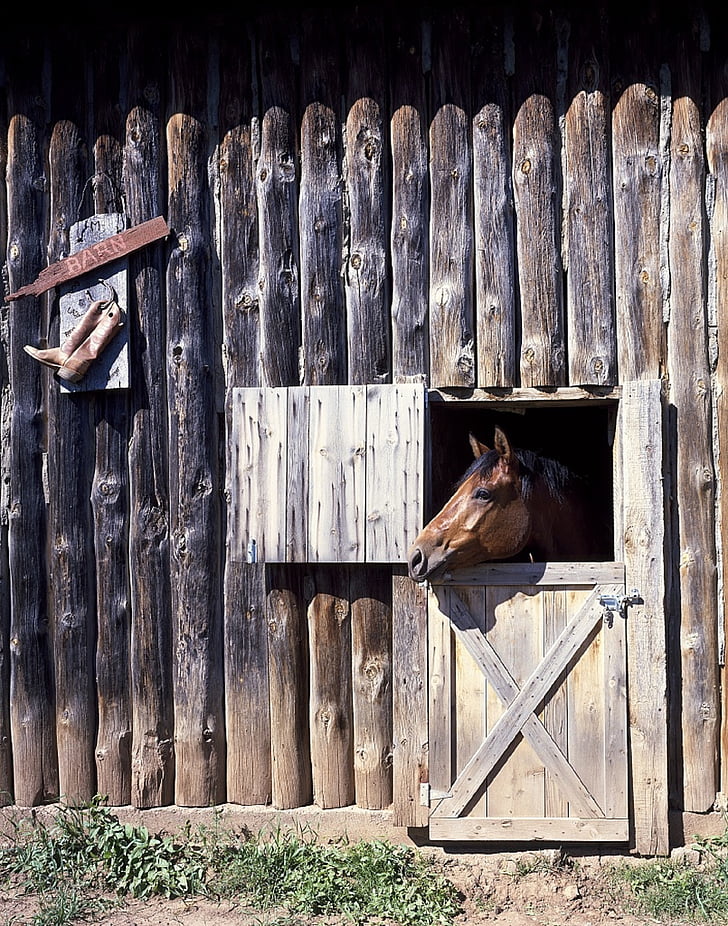 cavalo, celeiro, porta, cabeça, rancho, animal, equino