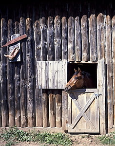 hest, barn, døren, hodet, Ranch, dyr, equine