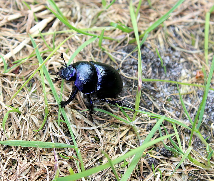 beetle, black, grass, bug, nature, garden, forest