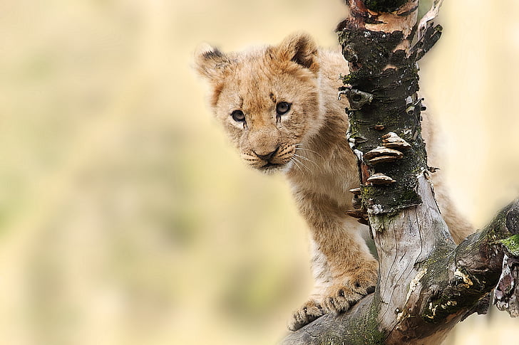 lion, animal, nature, predator, big cat, wild, panthera leo