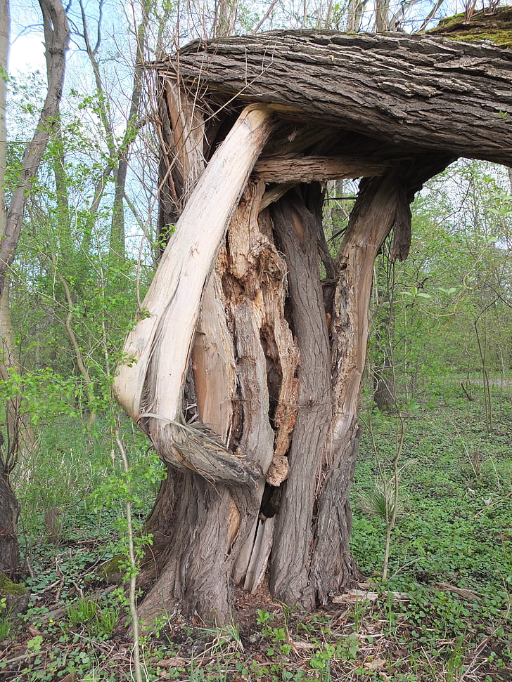 tree, tribe, fragmented, log, bark, burst, forest