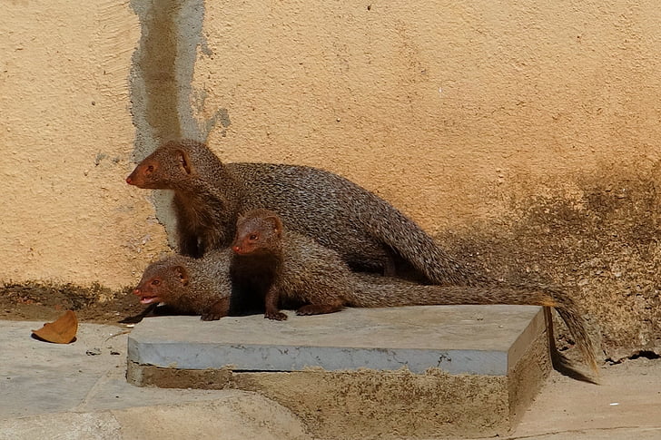 Mongoose, Mama, Youngs, grå, indiska, Indien, djur