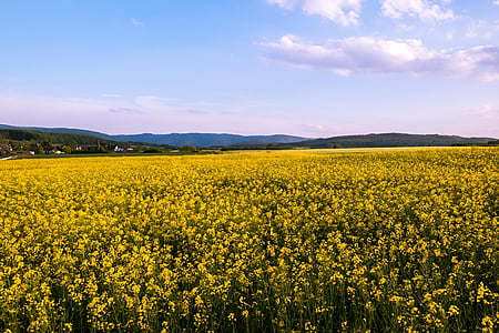 polje rapeseeds, žuta, cvijeće, proljeće, nebo, polje cvijeća, oblaci