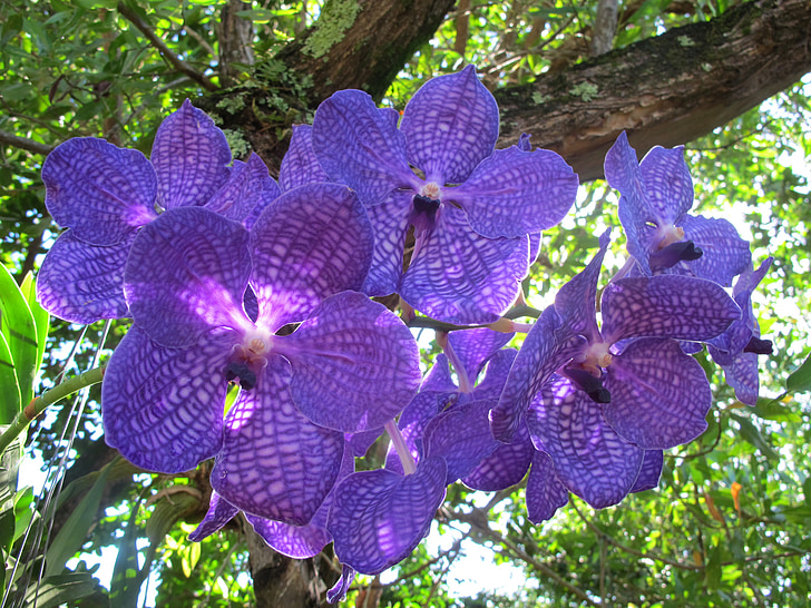 orquídea, flor, plantas, Puerto plata, orquídea azul, natureza, florescência