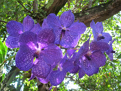 Orhideja, puķe, augi, Puerto plata, Blue orchid, daba, ziedēšanas