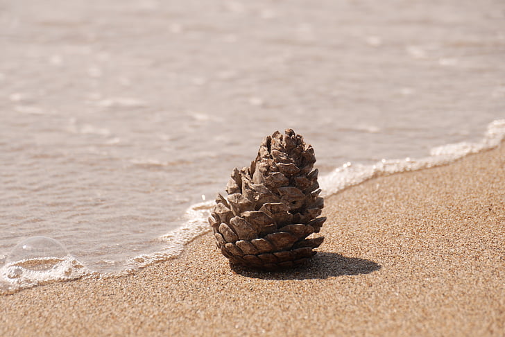 pine cones, beach, sand, water, nature, sea