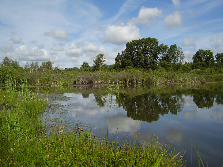 lake, reeds, swamp