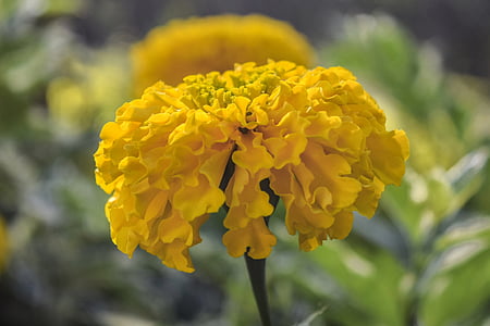 Κίτρινο, λουλούδι, floral, φύση, πράσινο, άνθος, χρώμα