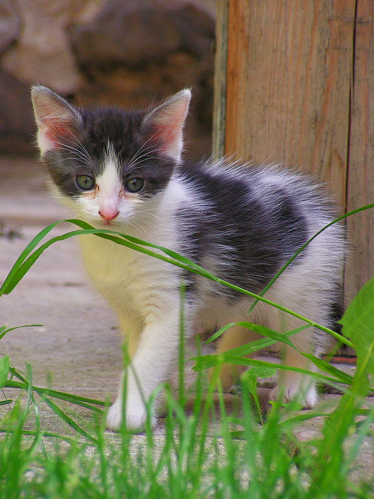Kitten, zwart-wit, gras, zwart-witte kat
