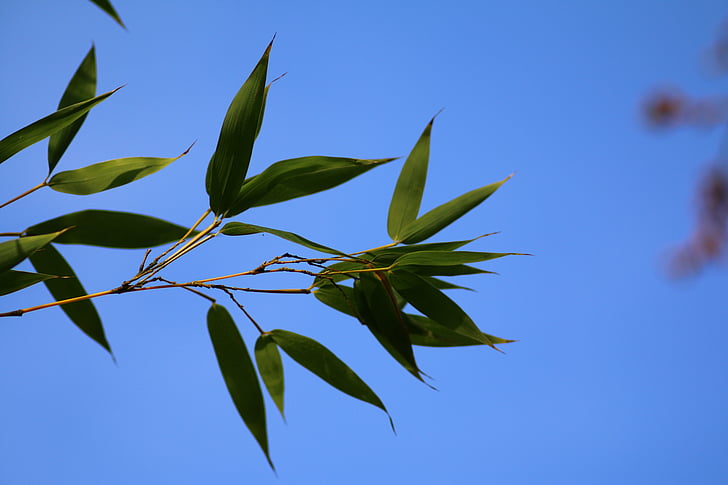 bamboo, branch, leaves, nature