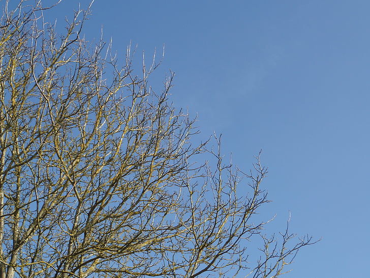 Sky, bleu, arbre, esthétique, Direction générale de la, nature, printemps
