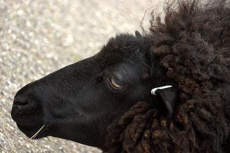 Черная овца, глаз, сельской местности