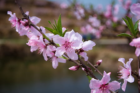 Peach blossom, mùa xuân, màu hồng