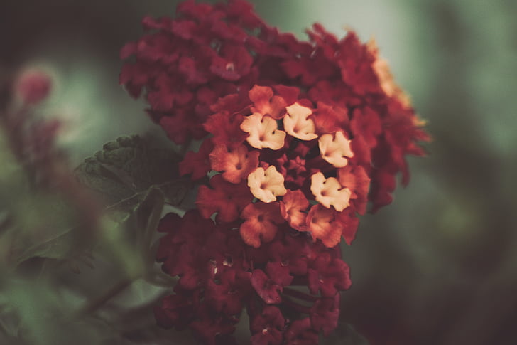 closed, shoot, red, petal, flower, bloom, nature
