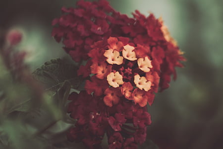 closed, shoot, red, petal, flower, bloom, nature