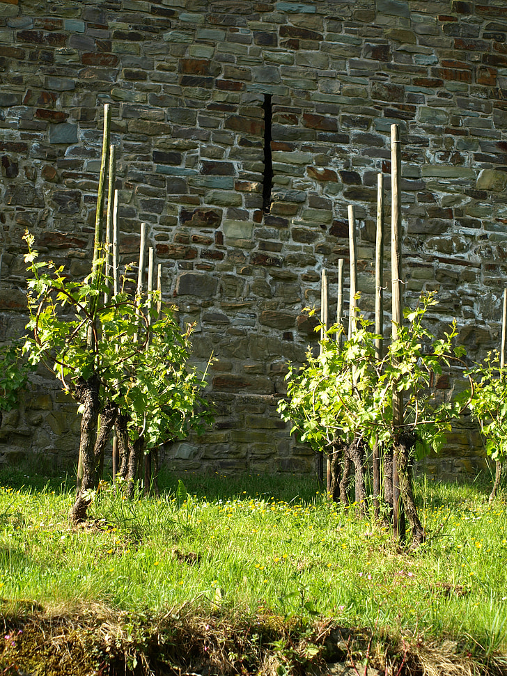 vignes, vin, stock de vignes, viticulture, ville de Blankenberge