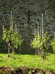 ブドウの木, ワイン, ブドウの木ストック, ワイン醸造, 市 blankenberg