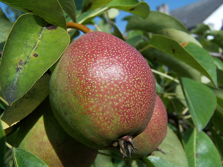 pera, fruita, fullatge, l'estiu, aliments, fruites, salut