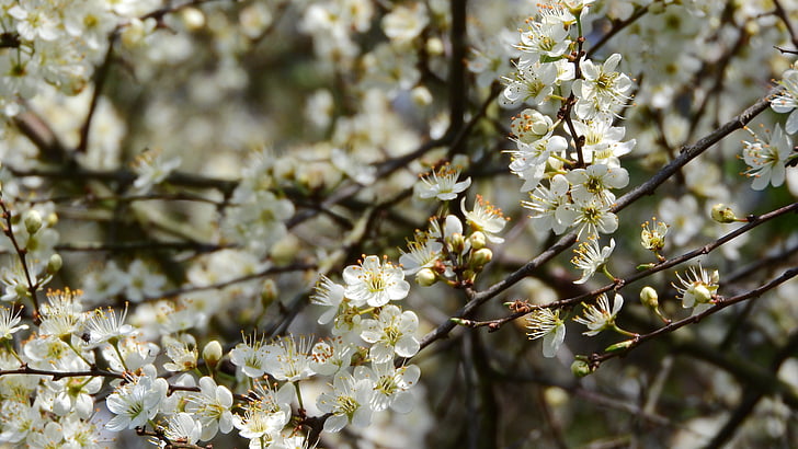 Prunus spinosa, abrunheiro, flores da Primavera, flores brancas, arbusto de florescência, aspecto de primavera, sinais da Primavera