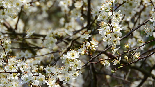 Prunus spinosa, Blackthorn, Frühlingsblumen, weiße Blüten, blühender Strauch, Frühlings-Aspekt, Zeichen des Frühlings