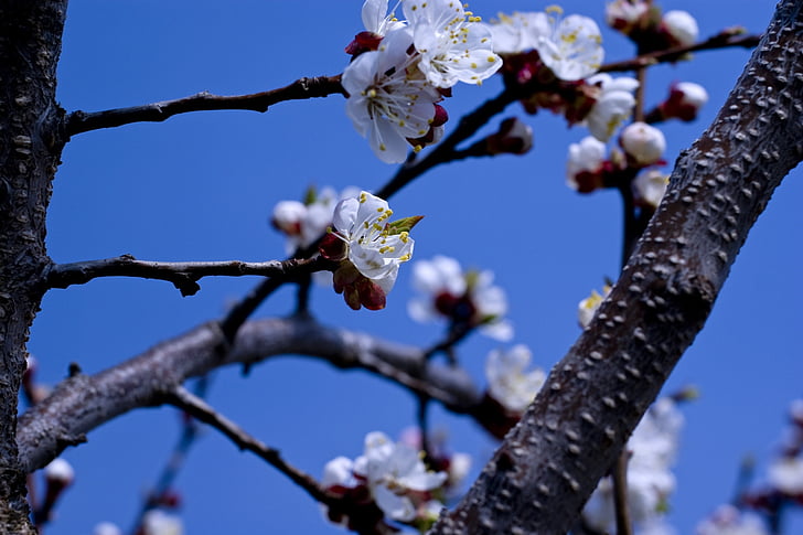 kvitnúce sakury, jar, modrá obloha, čerešňa, Kvitnúce stromy, kvet, strom