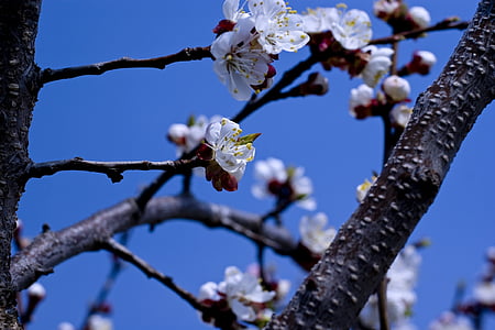 cerejeiras em flor, Primavera, céu azul, cereja, árvores floridas, flor, árvore
