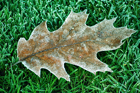 лист, Взимку дуб, дерево, дубовим листям, заморожені, іній, eiskristalle