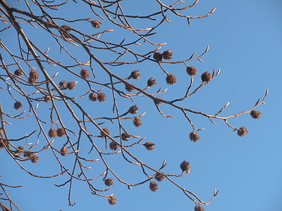 seed pods, dried, matured, buds, budding, leaves, branch