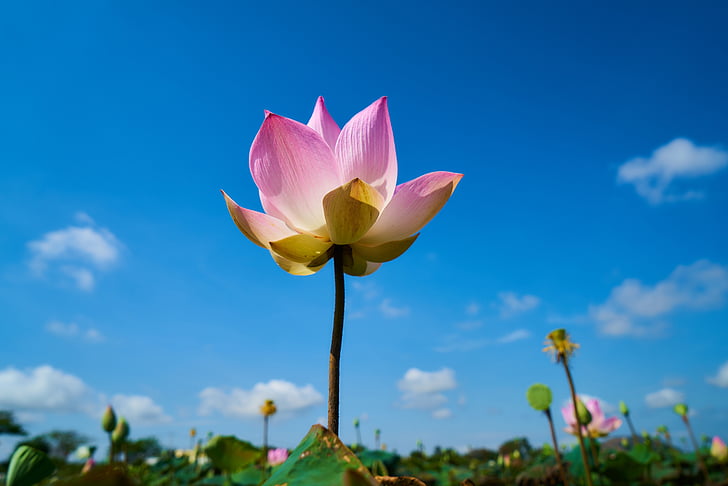 bunga, merah muda, Lotus, alam, tanaman, makro, bunga