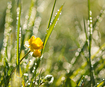 meadow, dewdrop, dew, grass, morgentau, drip, green