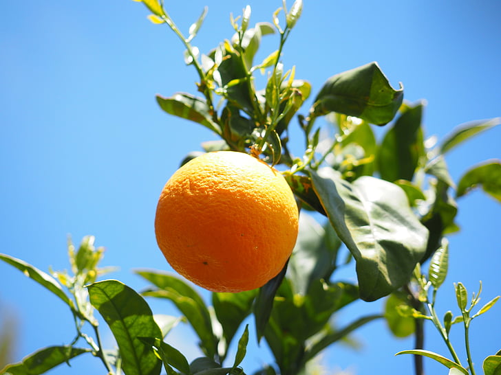 pomarańczowy, owoce, pomarańczowe drzewa, owoców cytrusowych, drzewo, barwinek, owoców cytrusowych
