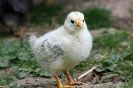 chicks, easter, chicken, cute, hahn, egg, spring
