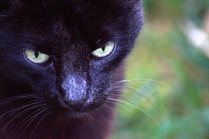 kočka, zvíře, kočičí oči, kočičí obličej, kočičí hlava, černá kočka, kočkovitá šelma