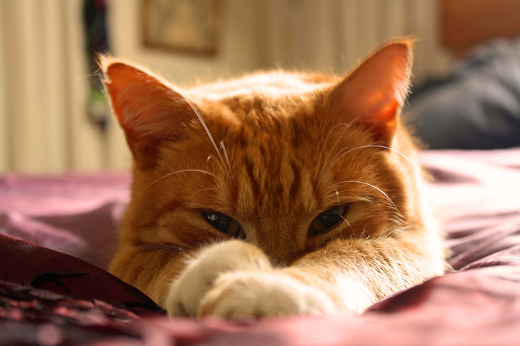 Kot, Kot Pomarańczowy, imbir cat, imbir tom, zwierzętom, ładny, oczy