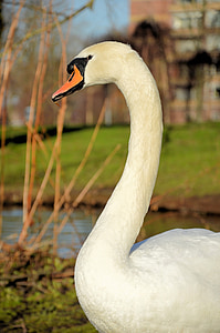 swan, animal, bird, proud, white, portrait, nature