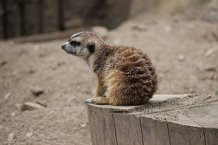 Meerkat, animal, pequeno, marrom, bonito, jardim zoológico, deserto