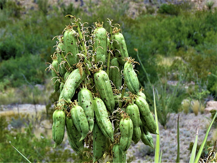 Cactus, Baccelli del seme, escursionismo, deserto, Big bend, Texas, cibo