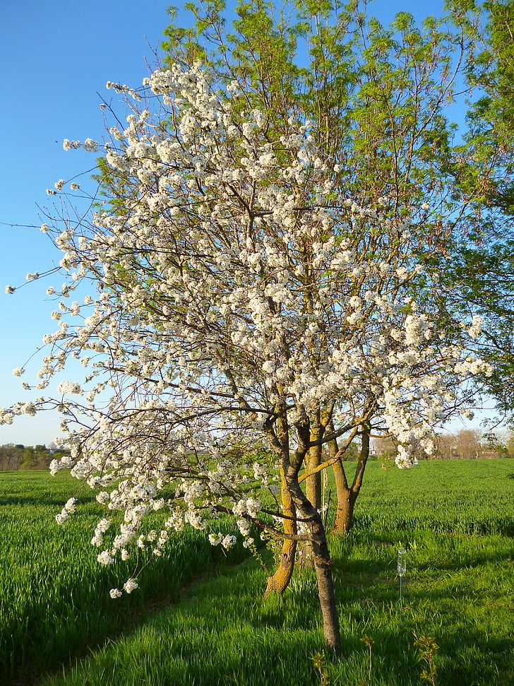 cerezo, cerezas, jardín, árbol frutal, naturaleza, primavera