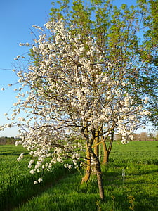 Cherry, körsbär, trädgård, fruktträd, naturen, våren