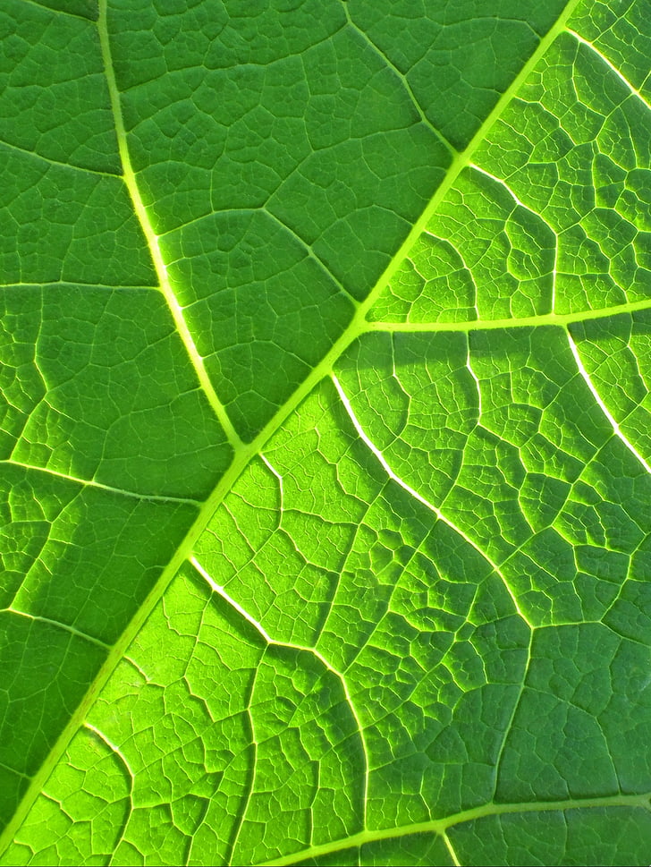 daun, hijau, Bio, tanaman, kehidupan, organik, makro