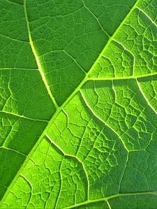 Leaf, Zelená, Bio, rastlín, život, organické, makro