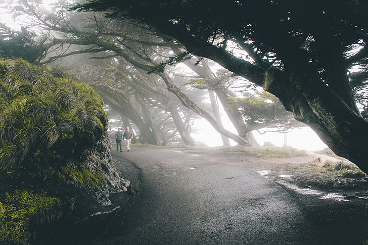 人, ウォーキング, スリング, 木, 覆われています。, 霧, ツリー