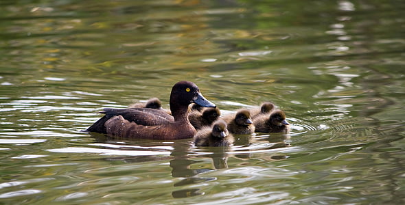 duckling, ducklings, baby ducklings, cute, fluffy, brown, mother duck