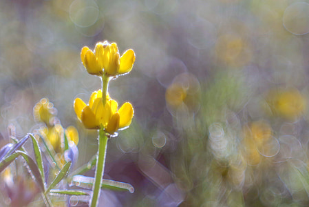 flower, yellow, meadow, colors, rosa, bokeh, blur