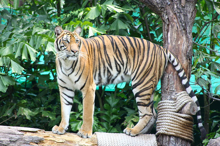 tiger, the prisoner, nature, zoo, stripe, yellow, black