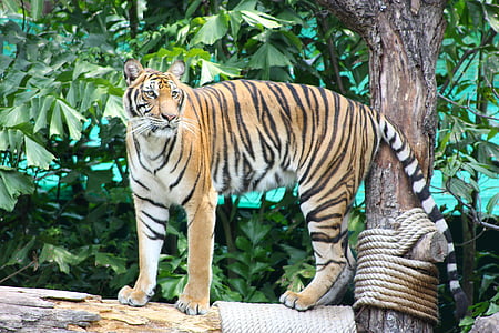 Tigre, el preso, naturaleza, Parque zoológico, raya, amarillo, negro