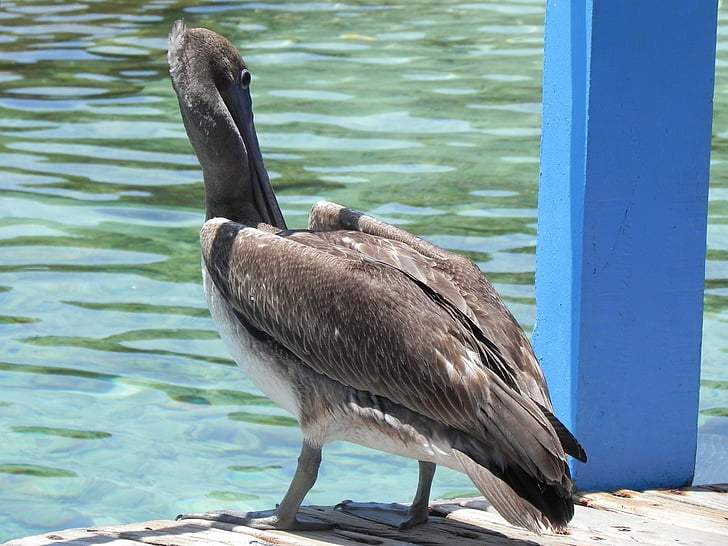 Pelican, zvieratá, Ave, vták, Príroda, voľne žijúcich živočíchov, zviera