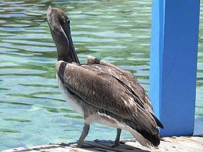 Pelican, animales, Ave, pájaro, naturaleza, flora y fauna, animal